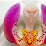 Labelle d'un orchidée papillon. ליבת הסחלב